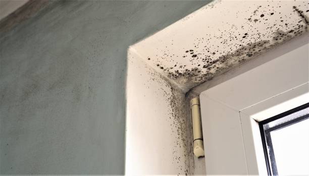 Environmental Consulting for Mold Prevention in Johns Creek, GA