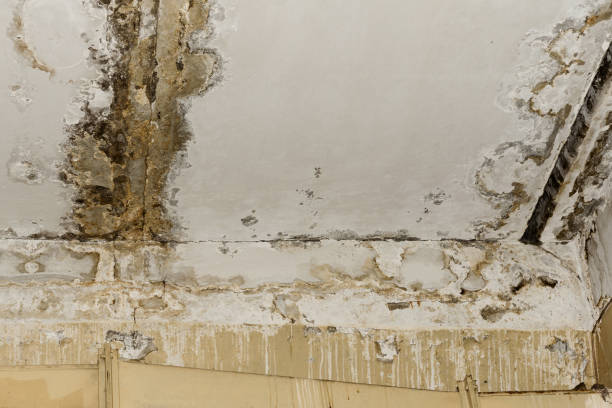Best Commercial Mold Inspection  in Johns Creek, GA