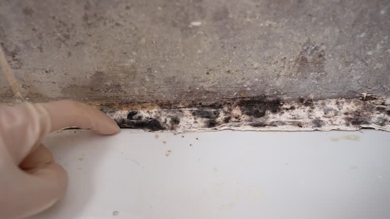 Best Dehumidification Services  in Johns Creek, GA
